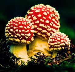 Amanita Online Congress